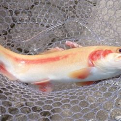 フィッシングレイクたかみや 釣果