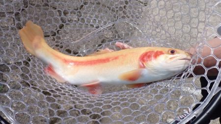 フィッシングレイクたかみや 釣果