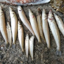 僅かな時合いを捉える事が出来ました