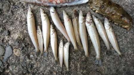 僅かな時合いを捉える事が出来ました