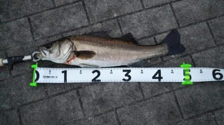 シーバス2、キビレ1、タコ1、ガシラ1、サバ5