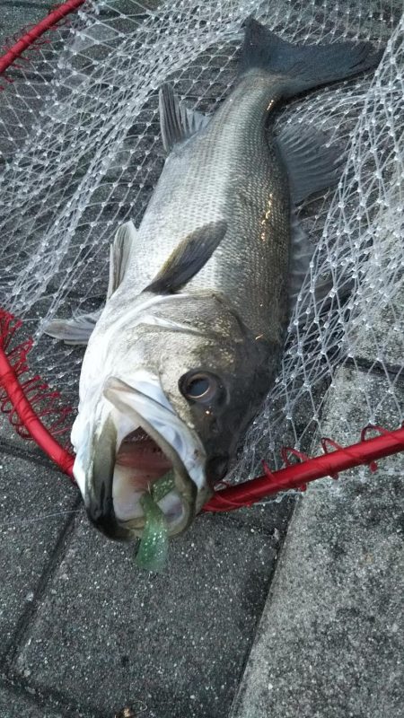 シーバス2、キビレ1、タコ1、ガシラ1、サ…