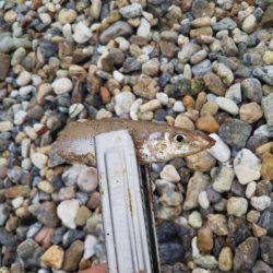 久しぶりのキス