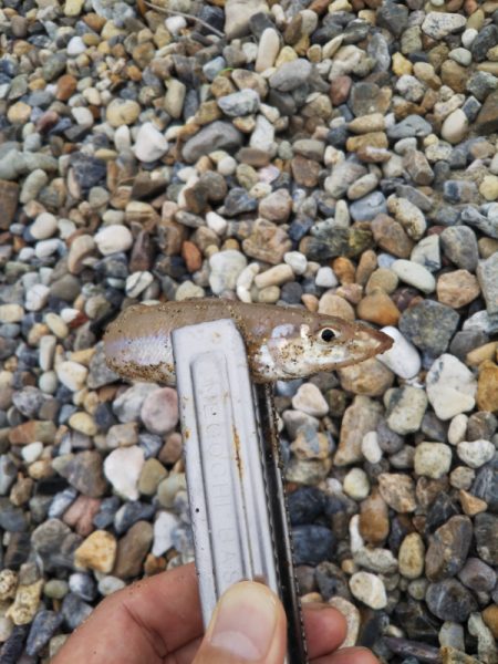 久しぶりのキス