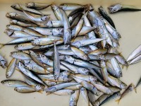 和歌山マリーナシティ釣り公園 釣果