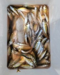 和歌山マリーナシティ釣り公園 釣果