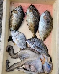 和歌山マリーナシティ釣り公園 釣果