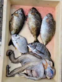 和歌山マリーナシティ釣り公園 釣果