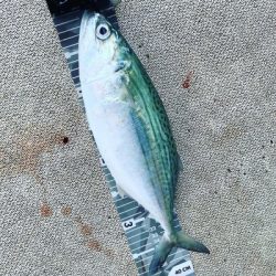 本部釣りイカダ 釣果
