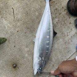 本部釣りイカダ 釣果