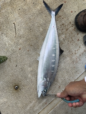 本部釣りイカダ 釣果