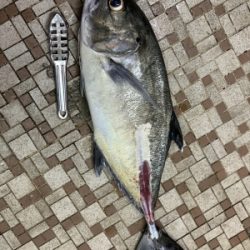 本部釣りイカダ 釣果