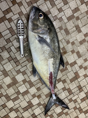 本部釣りイカダ 釣果