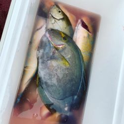 本部釣りイカダ 釣果