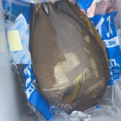 本部釣りイカダ 釣果