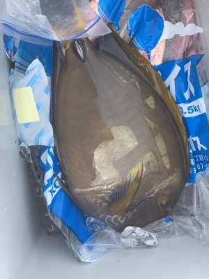 本部釣りイカダ 釣果