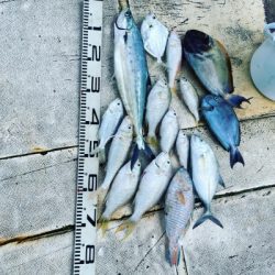 本部釣りイカダ 釣果