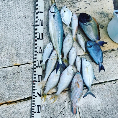 本部釣りイカダ 釣果