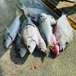 本部釣りイカダ 釣果