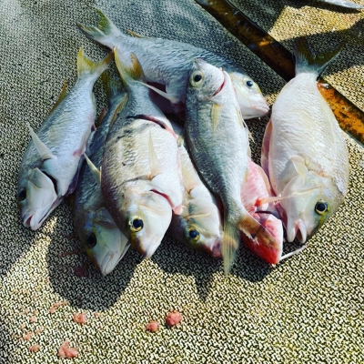 本部釣りイカダ 釣果