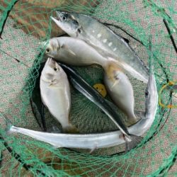 本部釣りイカダ 釣果