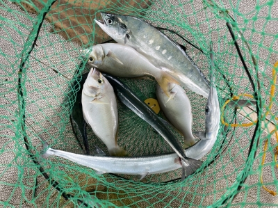 本部釣りイカダ 釣果