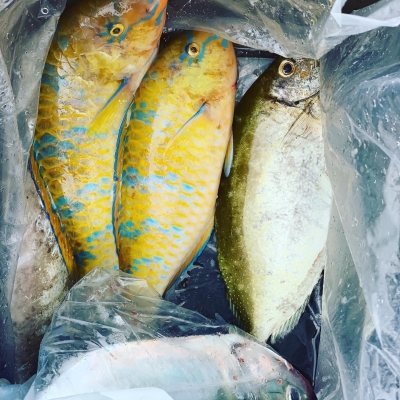 本部釣りイカダ 釣果