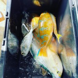 本部釣りイカダ 釣果