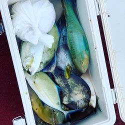 本部釣りイカダ 釣果