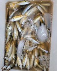 和歌山マリーナシティ釣り公園 釣果