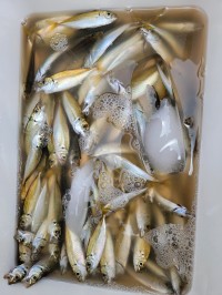 和歌山マリーナシティ釣り公園 釣果