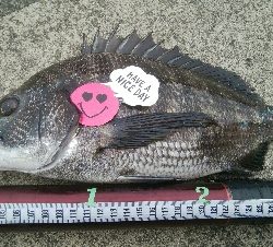 『釣りデビュー』186日目