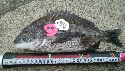 『釣りデビュー』186日目