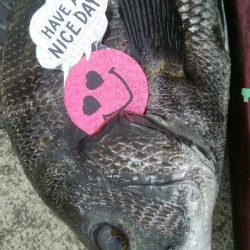 『釣りデビュー』186日目