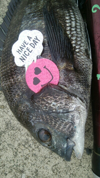 『釣りデビュー』186日目