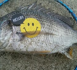 『釣りデビュー』186日目