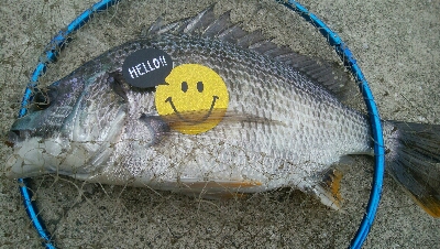 『釣りデビュー』186日目