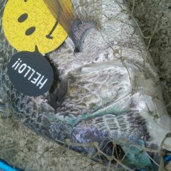 『釣りデビュー』186日目