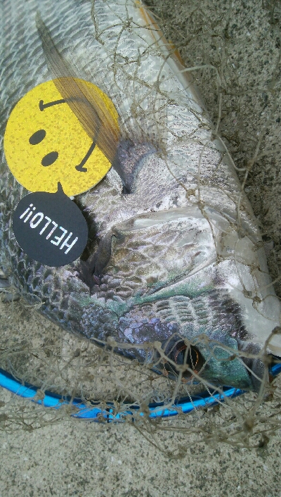 『釣りデビュー』186日目