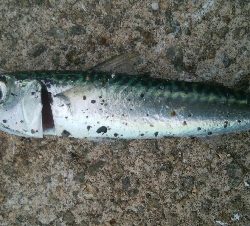 『釣りデビュー』186日目