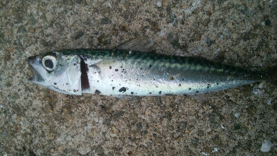 『釣りデビュー』186日目