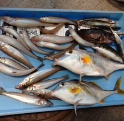 宮川丸 釣果