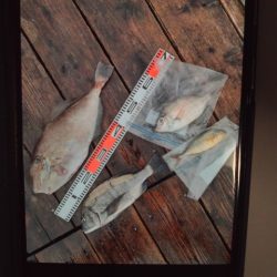 こかわ渡船　雅丸 釣果