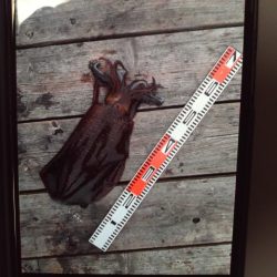 こかわ渡船　雅丸 釣果