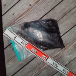 こかわ渡船　雅丸 釣果