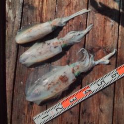 こかわ渡船 雅丸 釣果