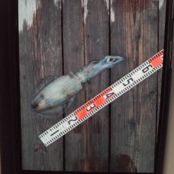 こかわ渡船　雅丸 釣果