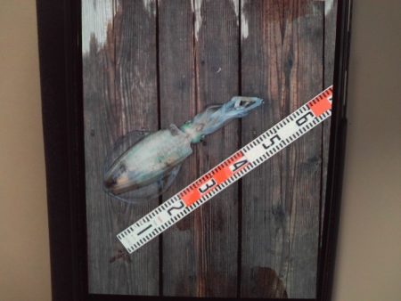 こかわ渡船　雅丸 釣果