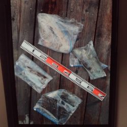 こかわ渡船　雅丸 釣果