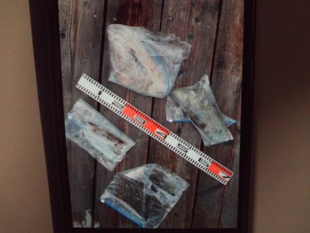 こかわ渡船　雅丸 釣果